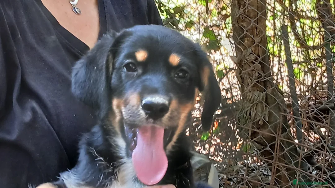 Meticcio cani in regalo: MANGO HA BISOGNO DI UNA MAMMA E DI UN PAPA' - Annuncio 1