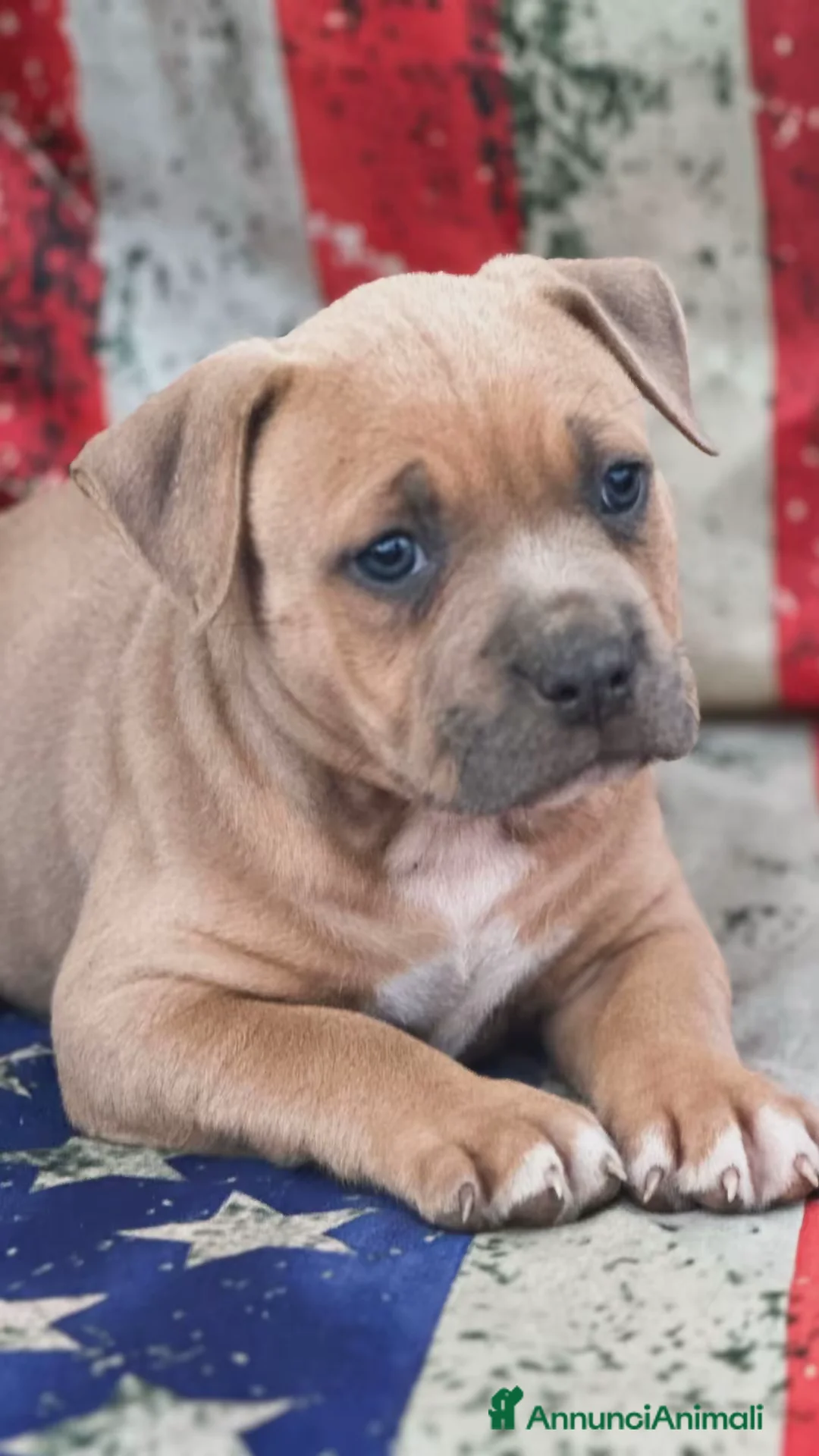 American Staffordshire cani in vendita: Amstaff cuccioli Blu Fawn  - Annuncio 1