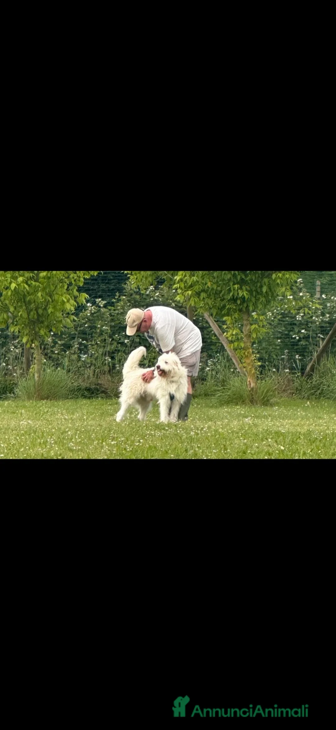 Meticcio cani in regalo: CAMILLO: TRADITO DA CHI AMAVA! a Provincia di Ferrara - Annuncio 8