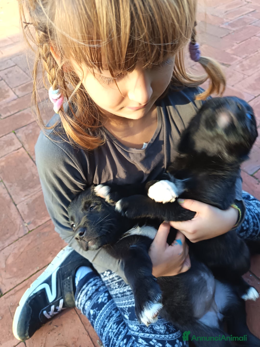 Meticcio cani in vendita: Cuccioli di Borador (Border Collie labrador) - Annuncio 7