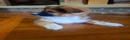 Meticcio cani in regalo: Cucciolo taglia piccola 3 mesi - Annuncio 4