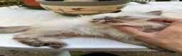 Persiano gatti in vendita: cucciola persiana color point himalaiana - Annuncio 24