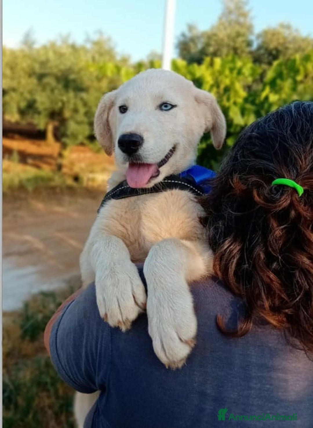 Husky cani in regalo: LYN, 4 MESI a Provincia di Bergamo - Immagine 3