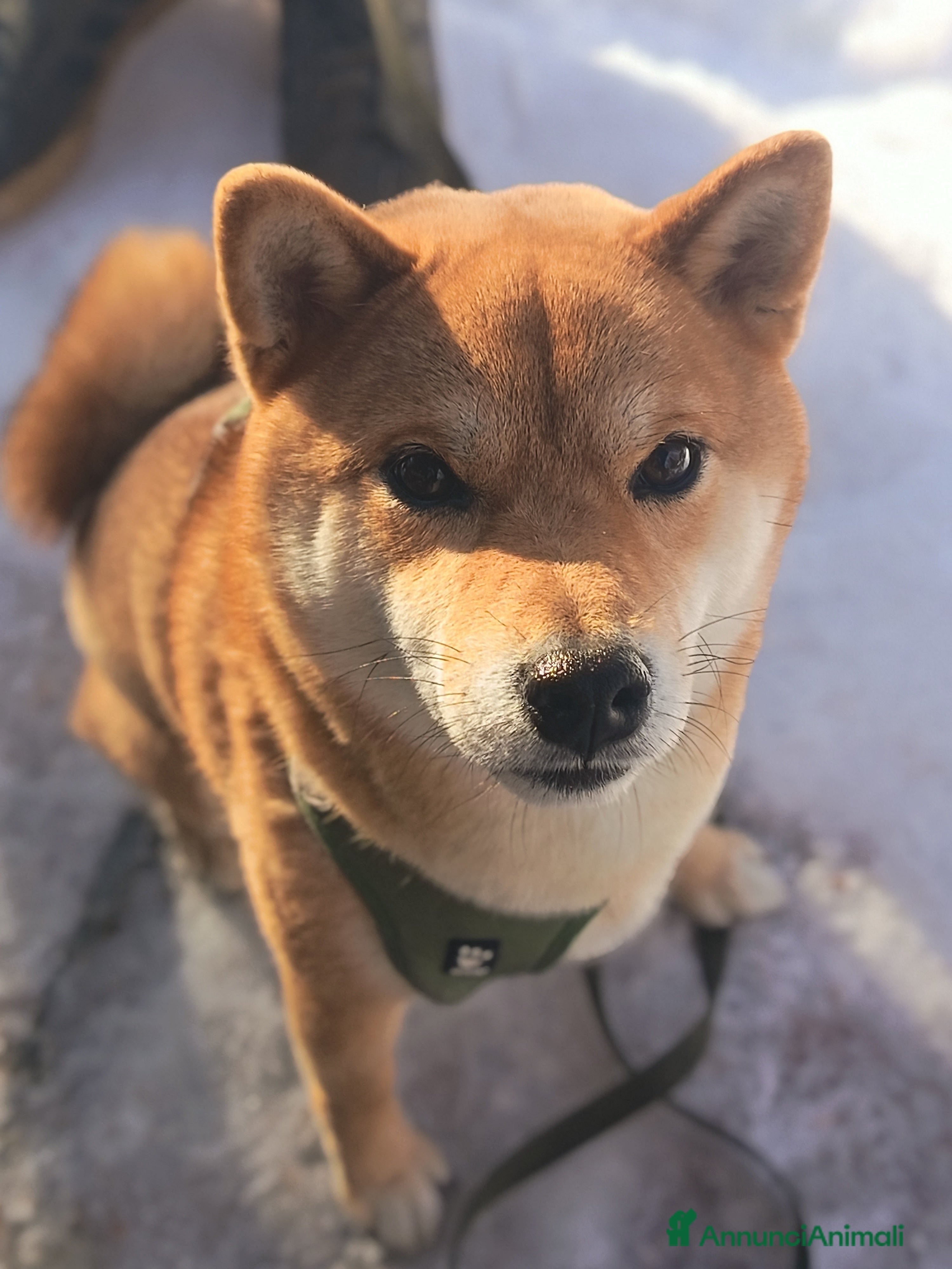 Shiba Inu cani Shiba Inu disponibile per monta a Provincia di Modena - Annuncio 1