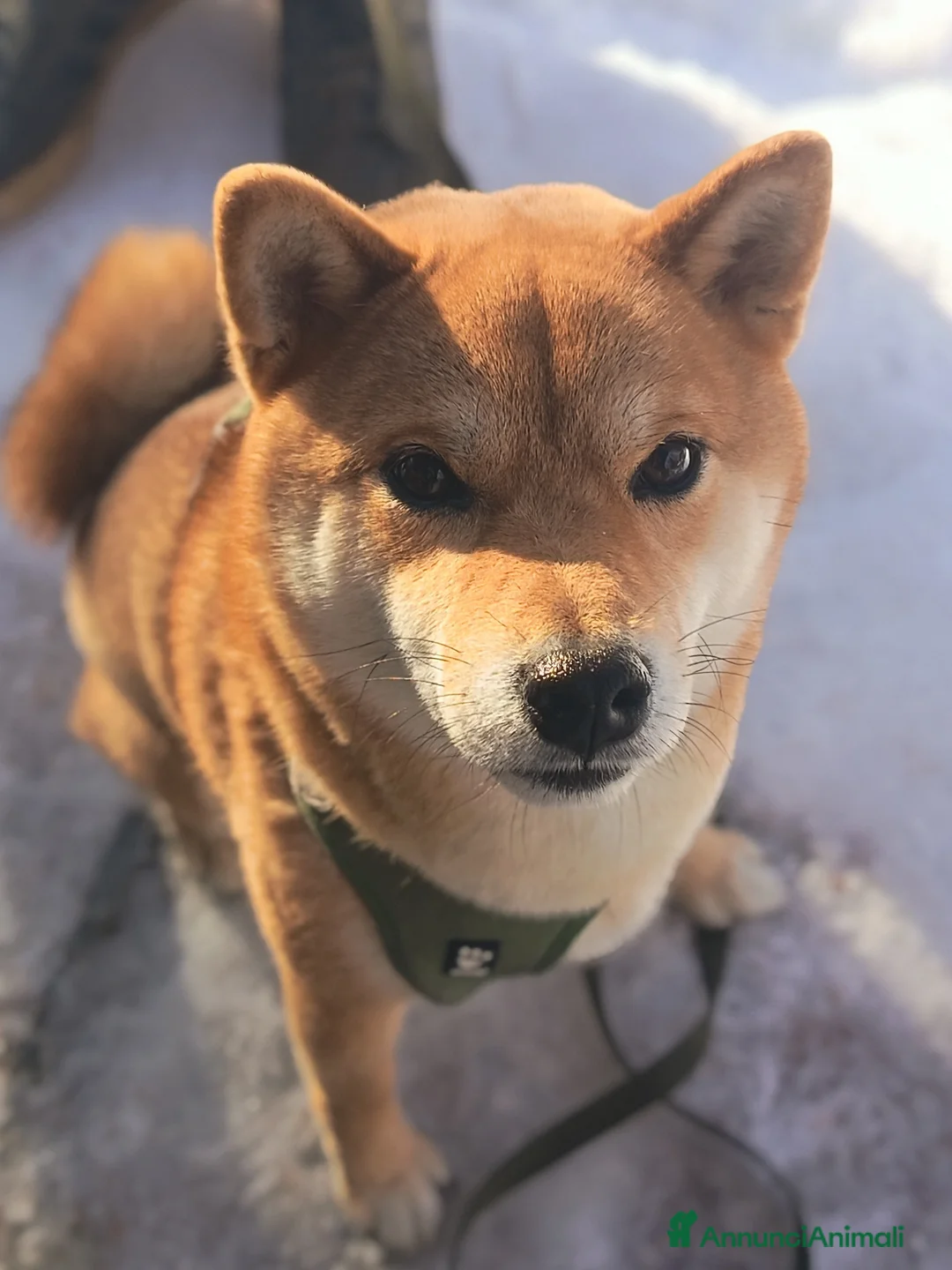 Shiba Inu cani per accoppiamento: Shiba Inu disponibile per monta a Provincia di Modena - Annuncio 1