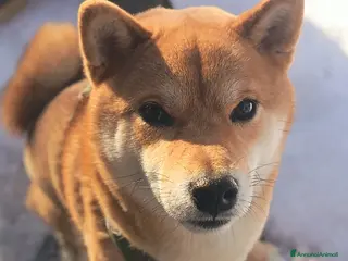 Shiba Inu cani Shiba Inu disponibile per monta a Provincia di Modena - Annuncio 1