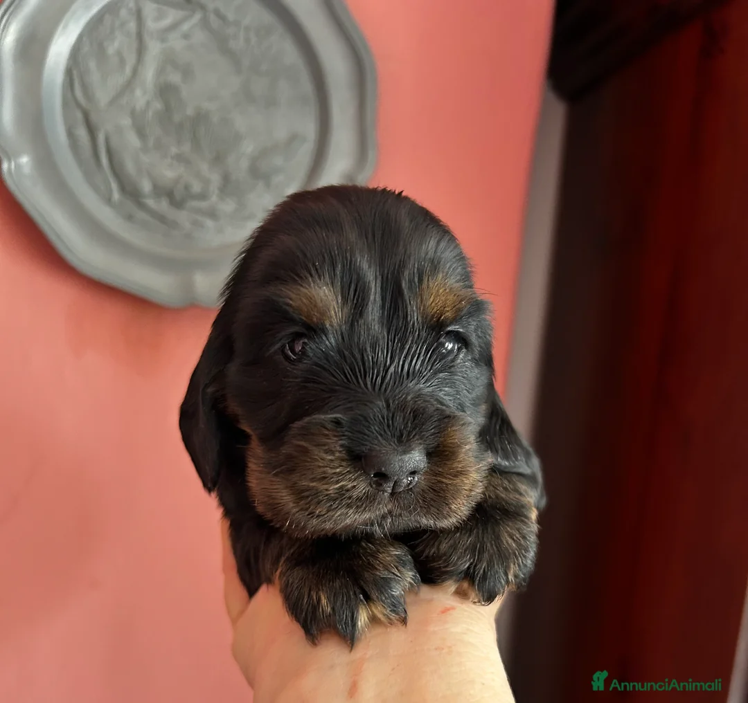 Cocker cani in vendita: Cuccioli cocker selezionati  - Annuncio 3