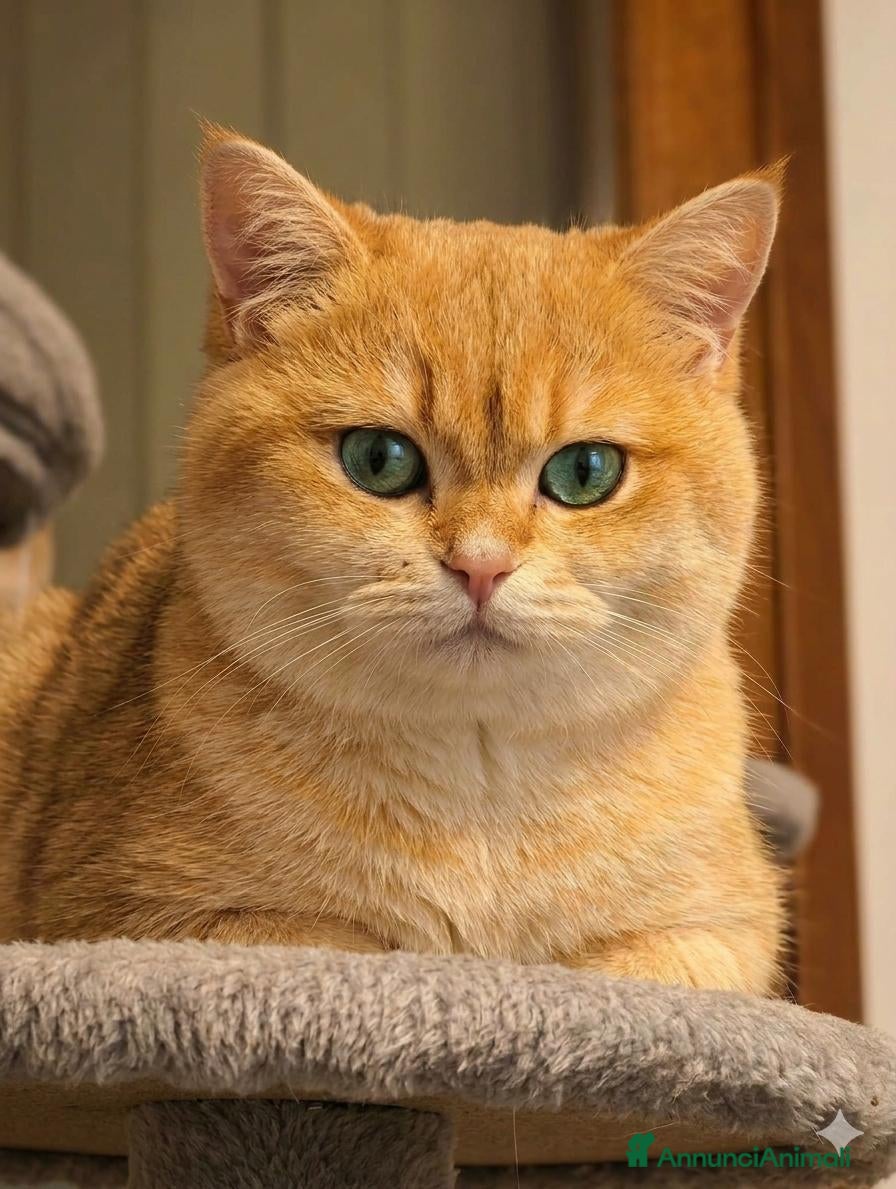 Scottish gatti Cuccioli Scottih Straight  - Annuncio 14