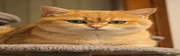 Scottish gatti in vendita: Cuccioli Scottih Straight  a Provincia di Pordenone - Annuncio 1