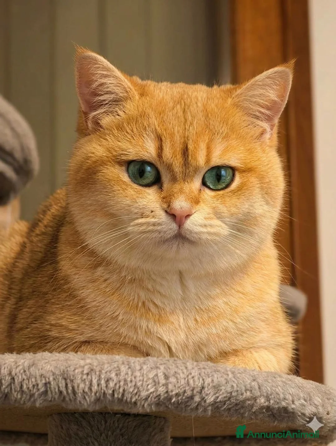Scottish gatti in vendita: Cuccioli Scottih Straight  a Provincia di Pordenone - Annuncio 1