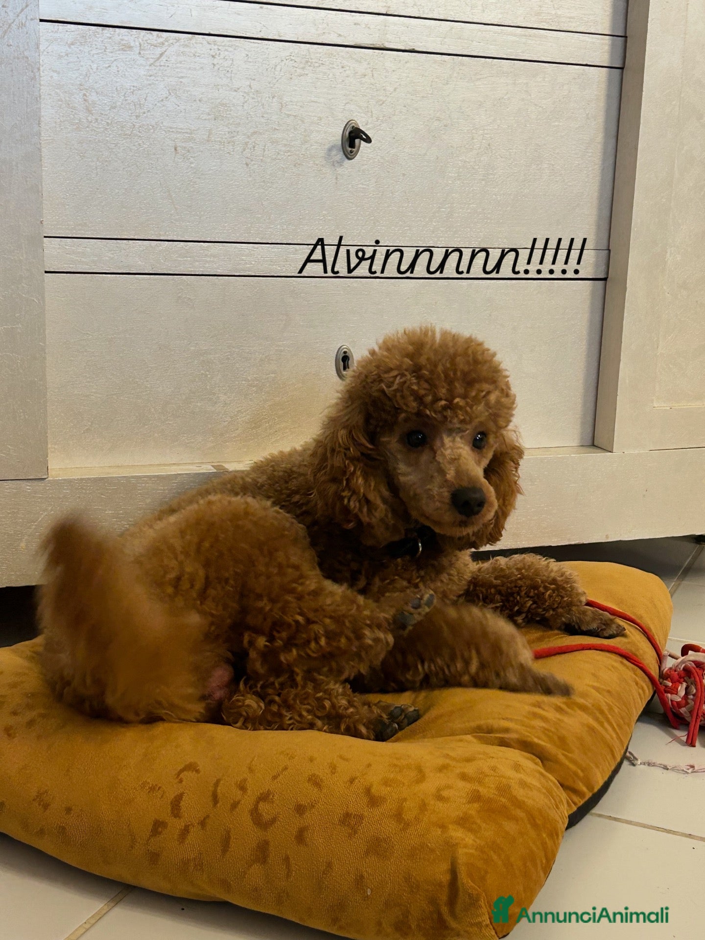Barboncino cani Barboncino nano di due anni - Annuncio 3