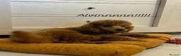 Barboncino cani in vendita: Barboncino nano di due anni - Annuncio 1