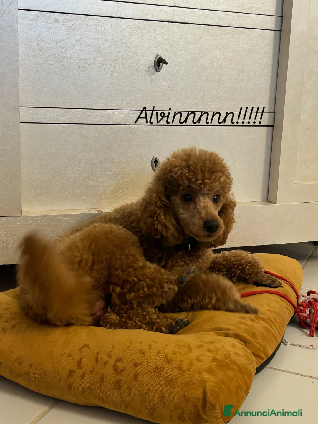 Barboncino cani in vendita: Barboncino nano di due anni - Annuncio 1