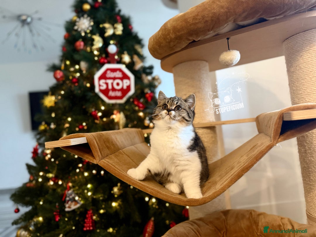 Scottish gatti in vendita: Stupeficium Amos - Scottish Straight - Annuncio 10