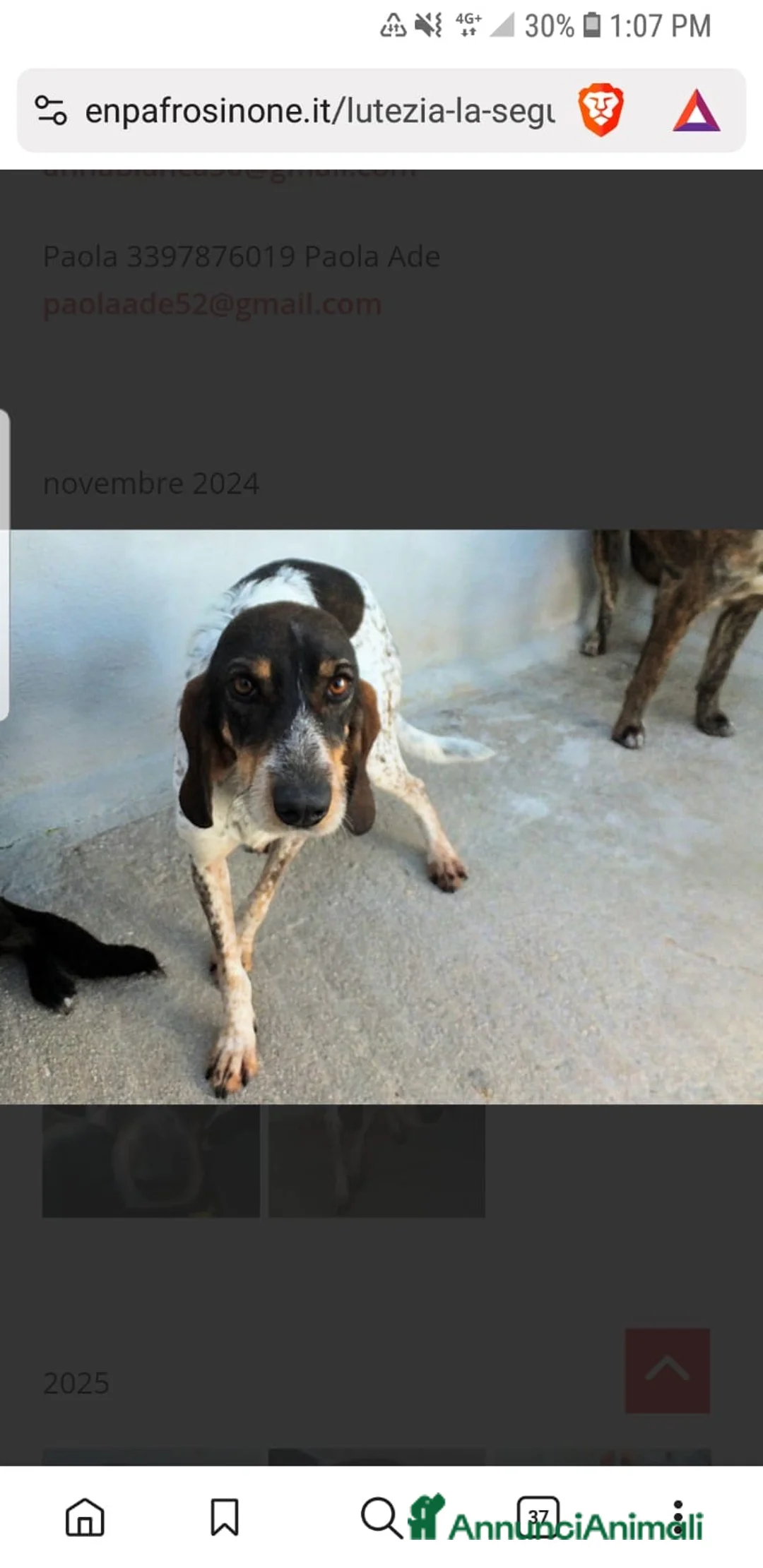 Segugio cani in regalo: ADOZ.DEL CUORE: cacciatore di m** come sempre… - Annuncio 3