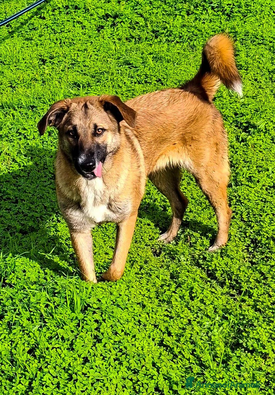 Meticcio cani in regalo: BEA 🩷-cucciola abbandonata chiusa in un sacchetto - Annuncio 6