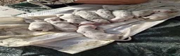 Pastore Abbruzzese Maremmano cani in regalo: Regalo pastore maremmano abbruzzese a Provincia di Taranto - Annuncio 3