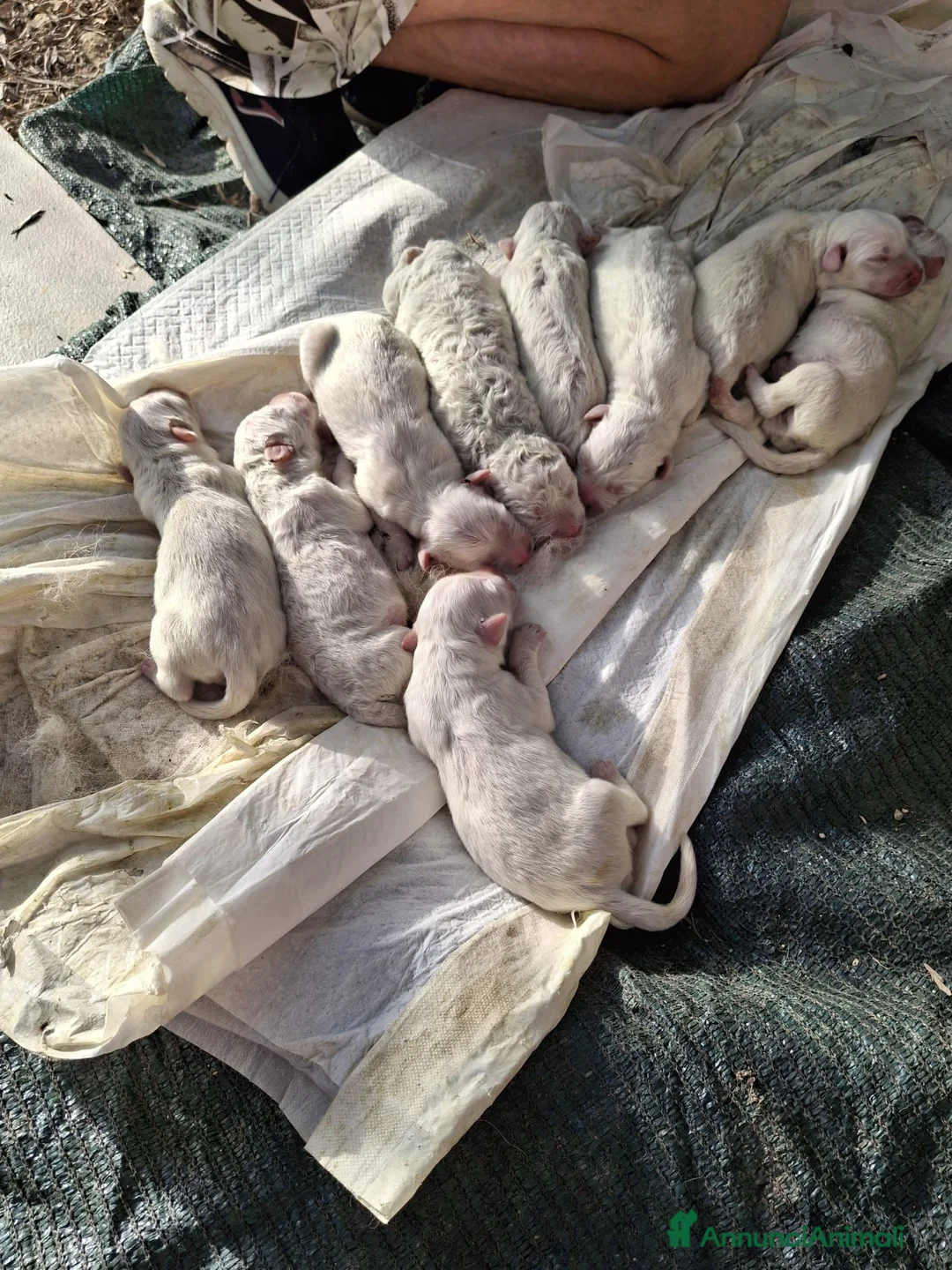 Pastore Abbruzzese Maremmano cani in regalo: Regalo pastore maremmano abbruzzese a Provincia di Taranto - Annuncio 3