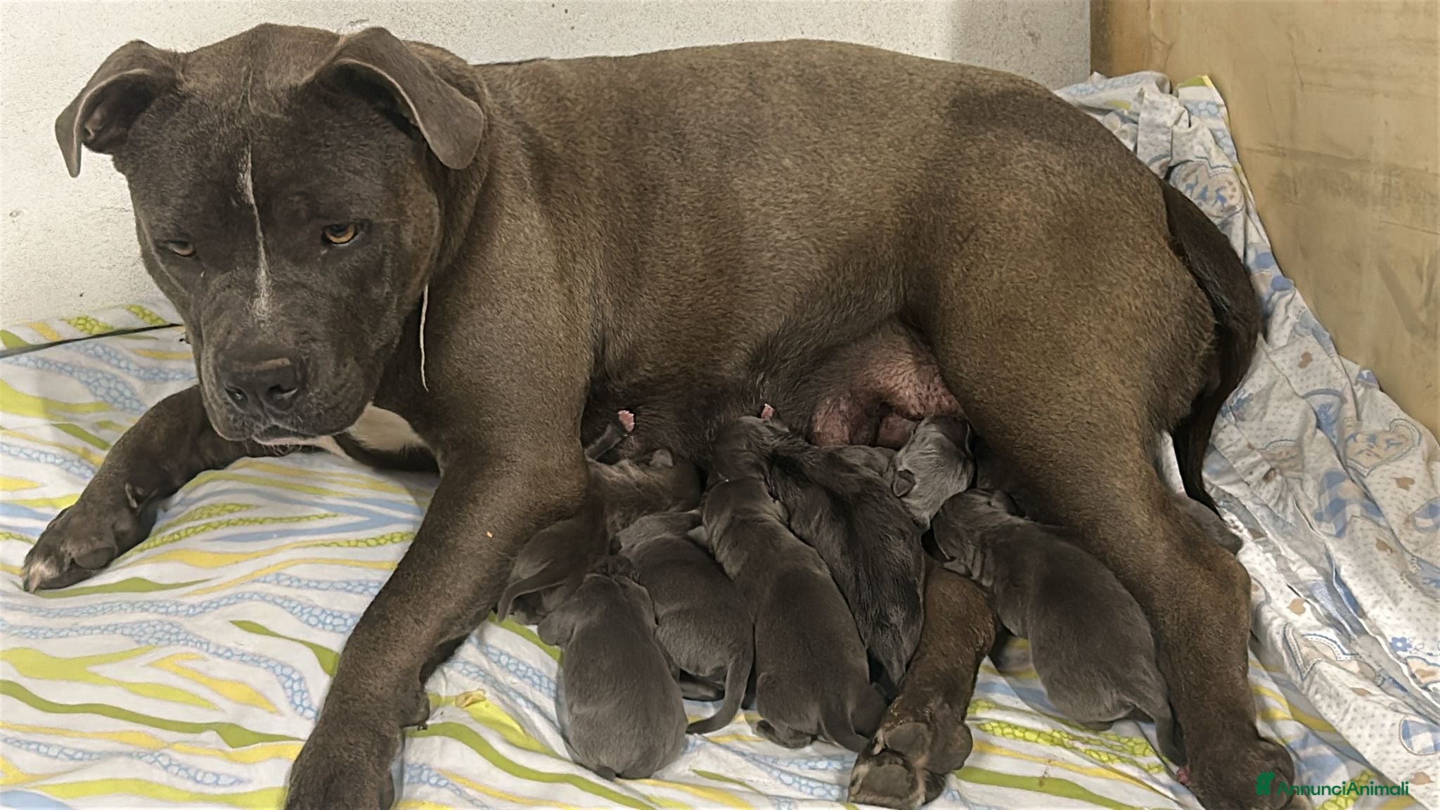 American Staffordshire cani Ultimi 2 maschietti  - Annuncio 1