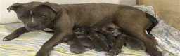 American Staffordshire cani in vendita: Ultimi 2 maschietti  a Provincia di Verona - Annuncio 1
