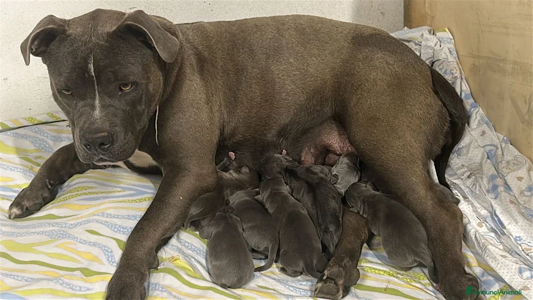 American Staffordshire cani in vendita: Ultimi 2 maschietti  a Provincia di Verona - Annuncio 1