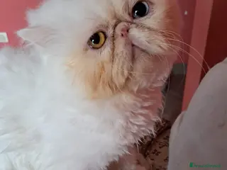 Persiano gatti Maschio persiano - Annuncio 17