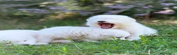 Samoiedo cani in vendita: Cuccioli di Samoiedo - Annuncio 8
