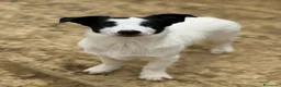 Meticcio cani in regalo: DIEGO, nanetto fifoncello. TG PICCOLA, zampacorta - Annuncio 3