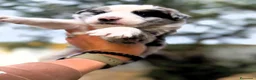 Border Collie cani in vendita: cuccioli border collie blue merle  - Annuncio 10