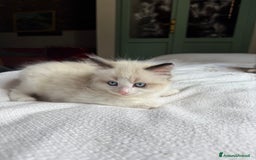 Ragdoll gatti in vendita: Cuccioli Ragdoll cercano casa a Provincia di Mantova - Immagine 1