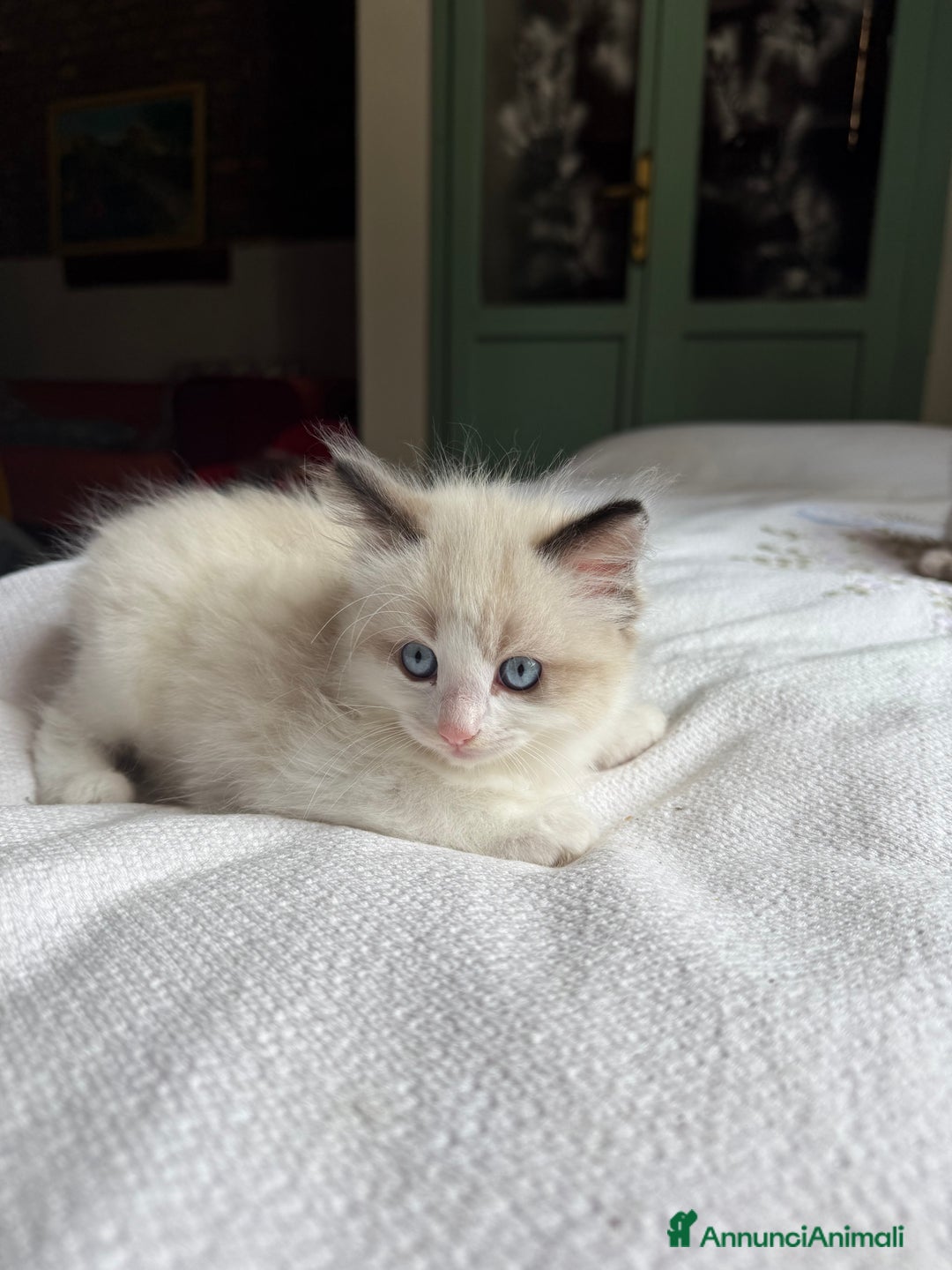 Ragdoll gatti in vendita: Cuccioli Ragdoll cercano casa a Provincia di Mantova - Immagine 1