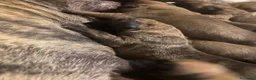 Alano cani in vendita: Alano cuccioli  - Annuncio 2