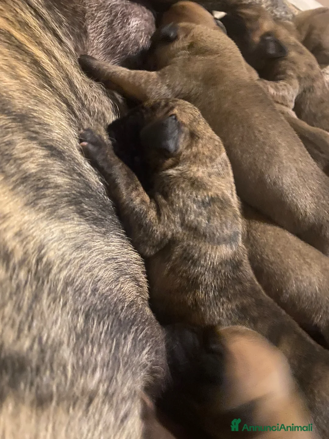 Alano cani in vendita: Alano cuccioli  - Annuncio 2