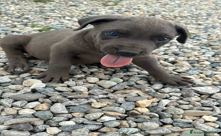 Cane Corso cani a Provincia di Asti - Annuncio 2