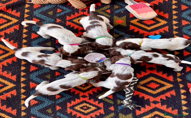 Cocker cani Cocker Spaniel Inglesi - Cioccolato Roano  - Annuncio 1