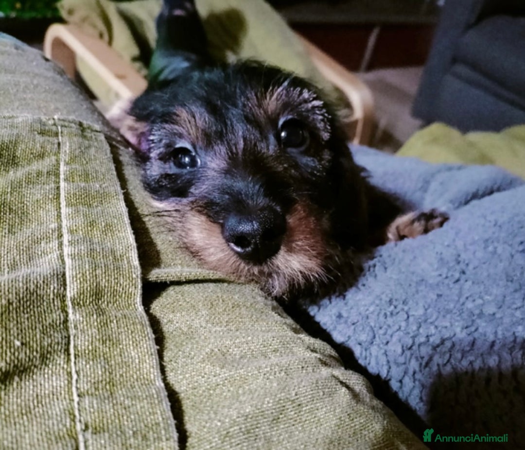 Bassotto cani in vendita: vendesi cuccioli di bassotto tedesco pelo duro - Annuncio 3