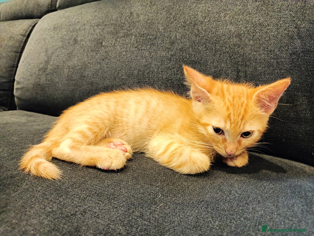Altre razze gatti in regalo: Gattini svezzati  a Provincia di Novara - Immagine 1