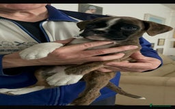 Boxer cani in vendita: boxer cuccioli a Turbigo - Immagine 15