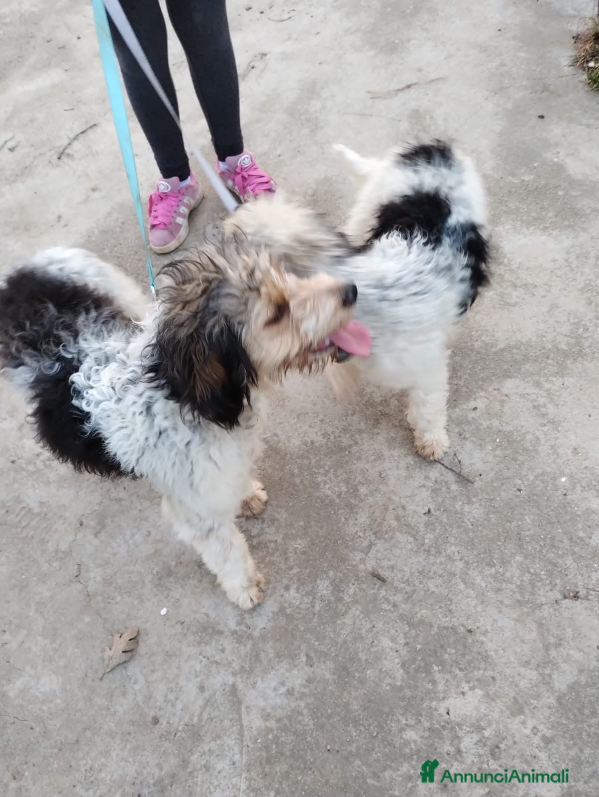 Lagotto cani Due Lagotti bicolore di 1 Anno con Microchip - Annuncio 8