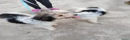 Lagotto cani in vendita: Due Lagotti bicolore di 1 Anno con Microchip a Provincia di Matera - Annuncio 1