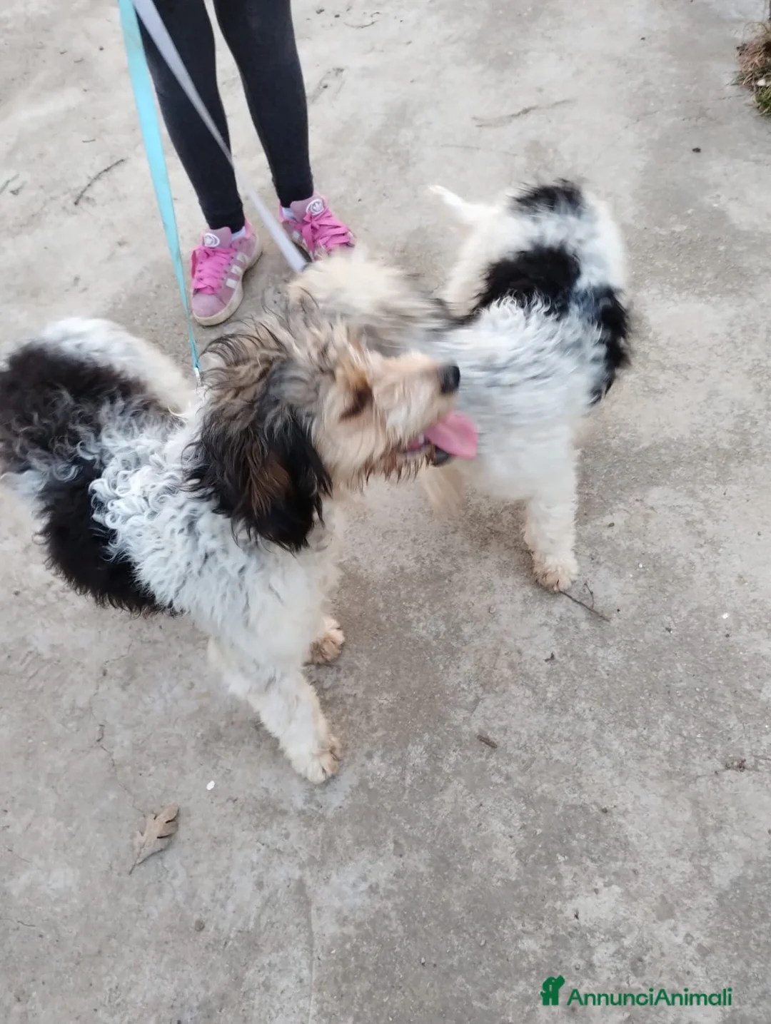 Lagotto cani in vendita: Due Lagotti bicolore di 1 Anno con Microchip a Provincia di Matera - Annuncio 1