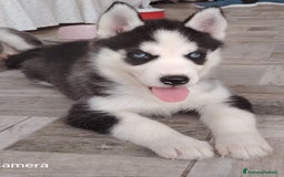 Husky cani in vendita: Cuccioli di huski  a Provincia di Padova - Immagine 6