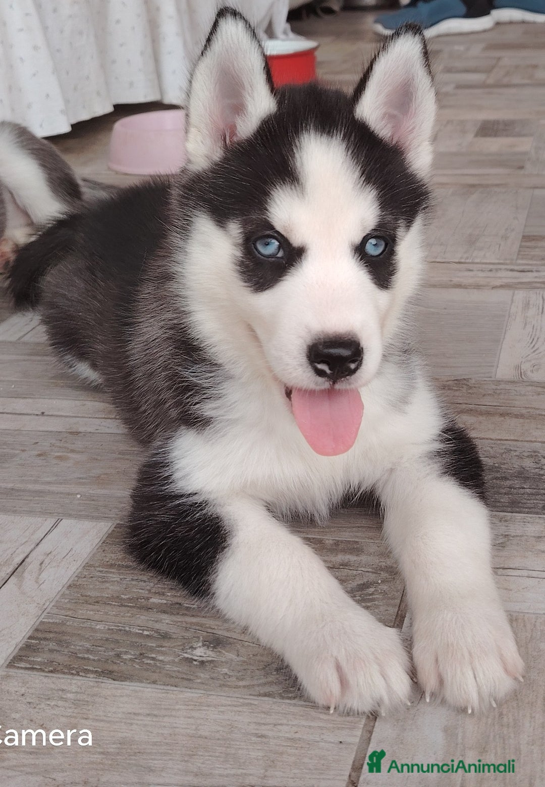 Husky cani in vendita: Cuccioli di huski  a Provincia di Padova - Immagine 6