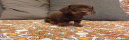 Bassotto cani in vendita: Bassotto cioccolato maschio.  - Annuncio 5