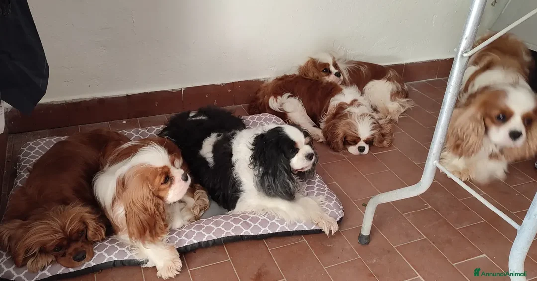 Immagine della galleria {{count}}