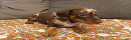Bassotto cani in vendita: Bassotto Arlecchino maschio - Annuncio 5