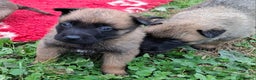Pastore Belga cani in vendita: Cuccioli di pastore belga malinois  - Annuncio 3