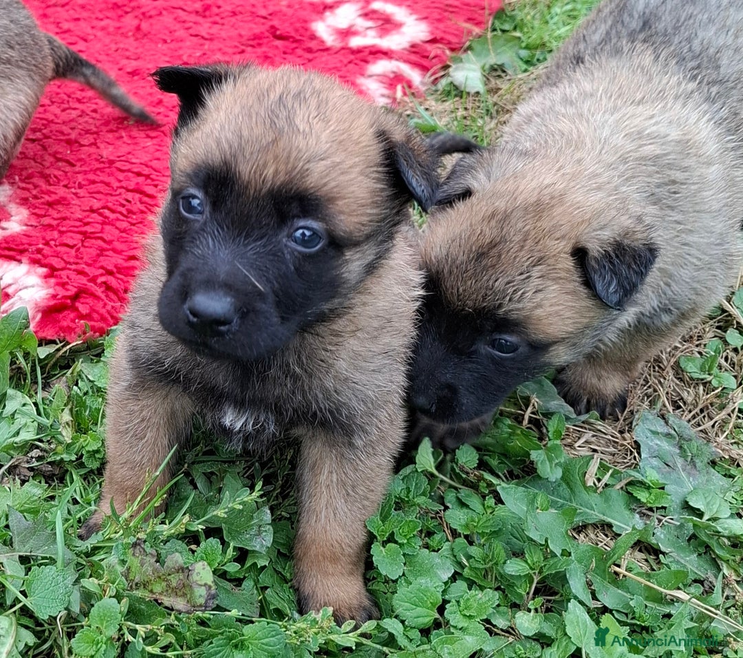 Pastore Belga cani in vendita: Cuccioli di pastore belga malinois  - Annuncio 3