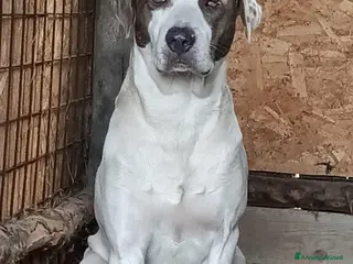 Meticcio cani PONY DOPO TANTA SOFFERENZA HA BISOGNO DI UNA CASA - Annuncio 23