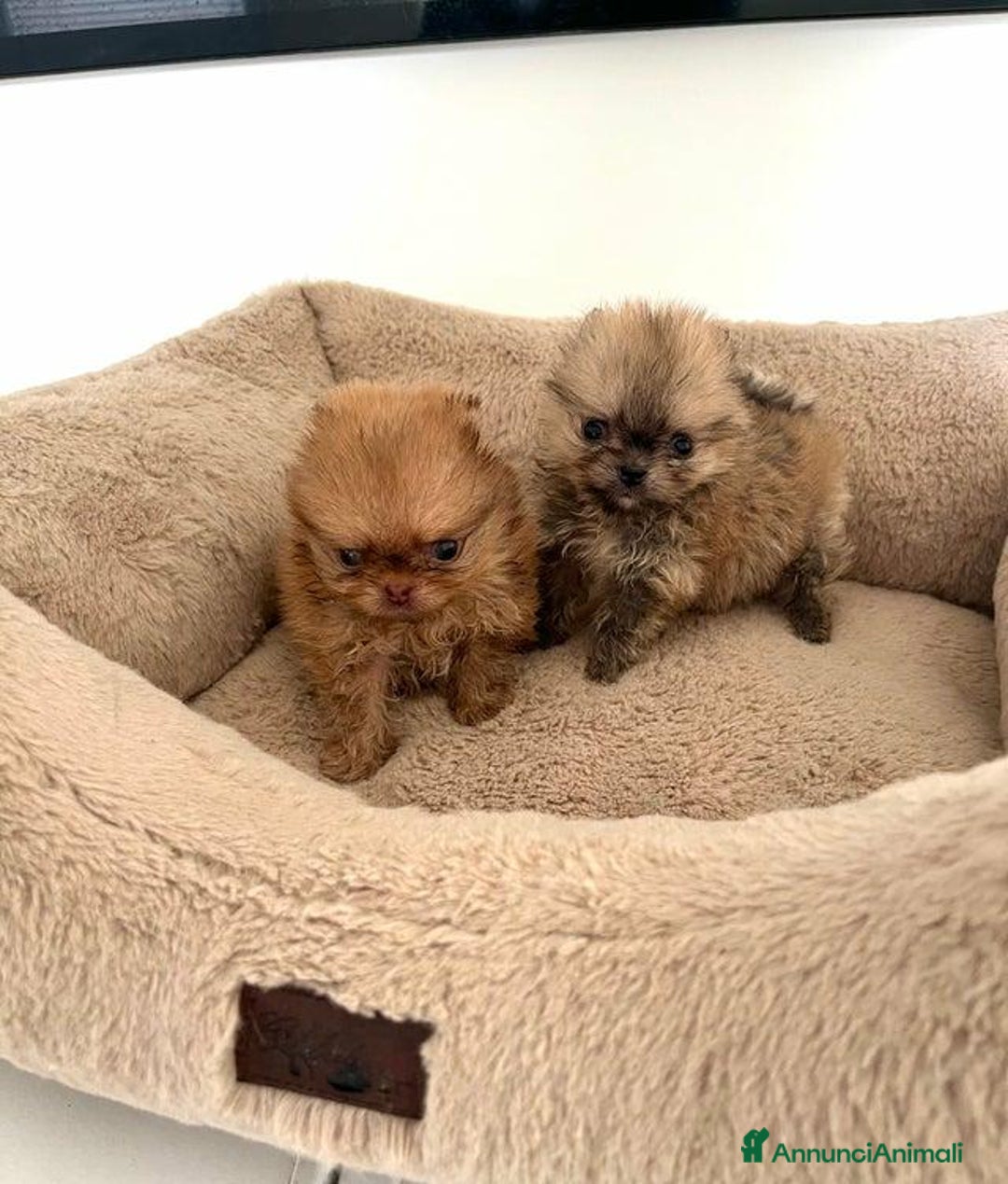 Volpino Pomerania cani in vendita: Cuccioli di Pomerania!  - Annuncio 6